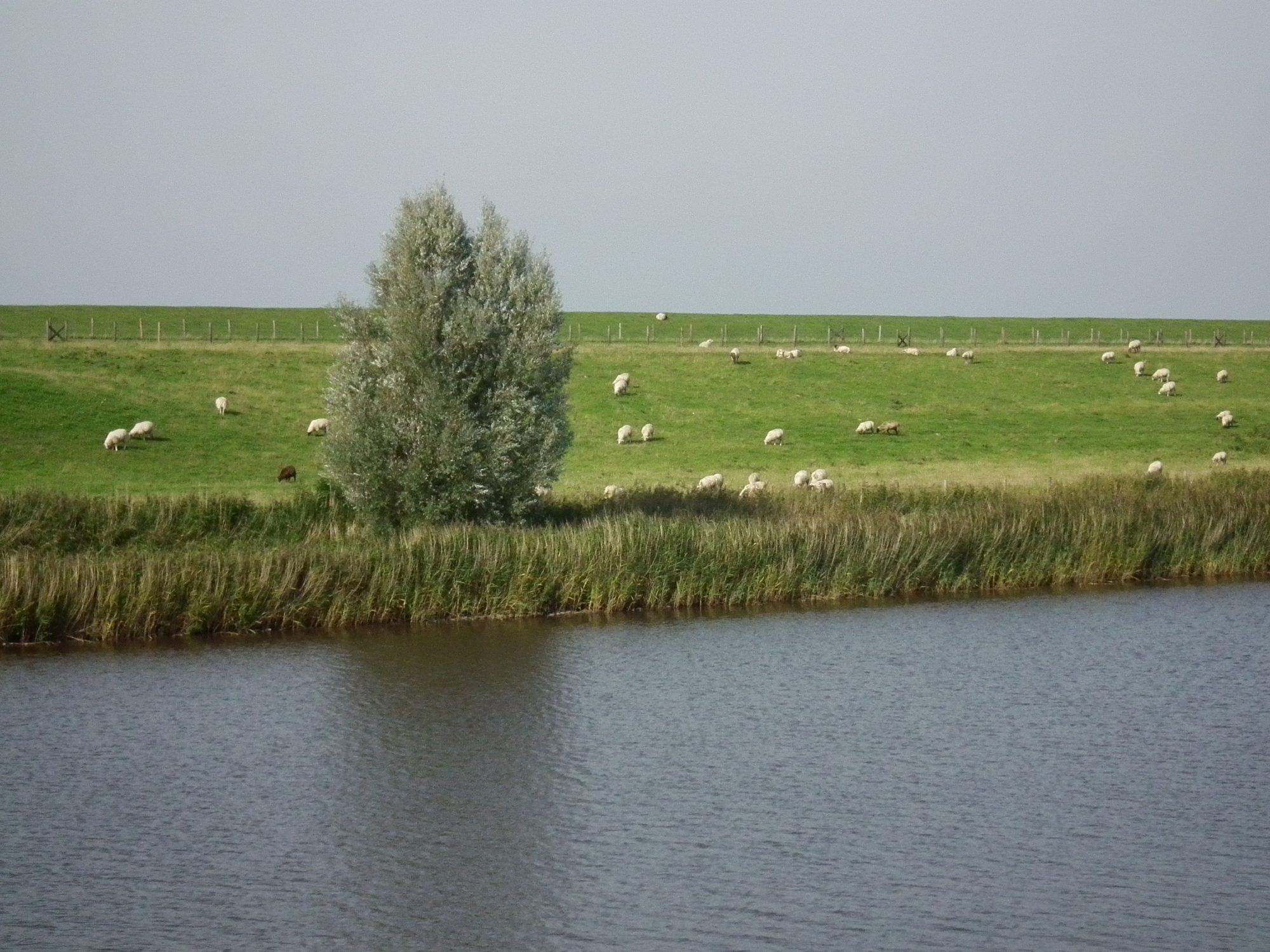 Schafe grasen auf dem grünen Nordseedeich bei Greetsiel, ideal zum Radfahren und Wandern
